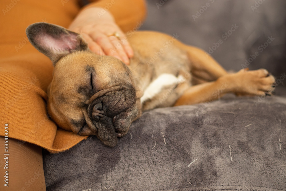 Cute purebred Fawn French Bulldog is sleeping sweet