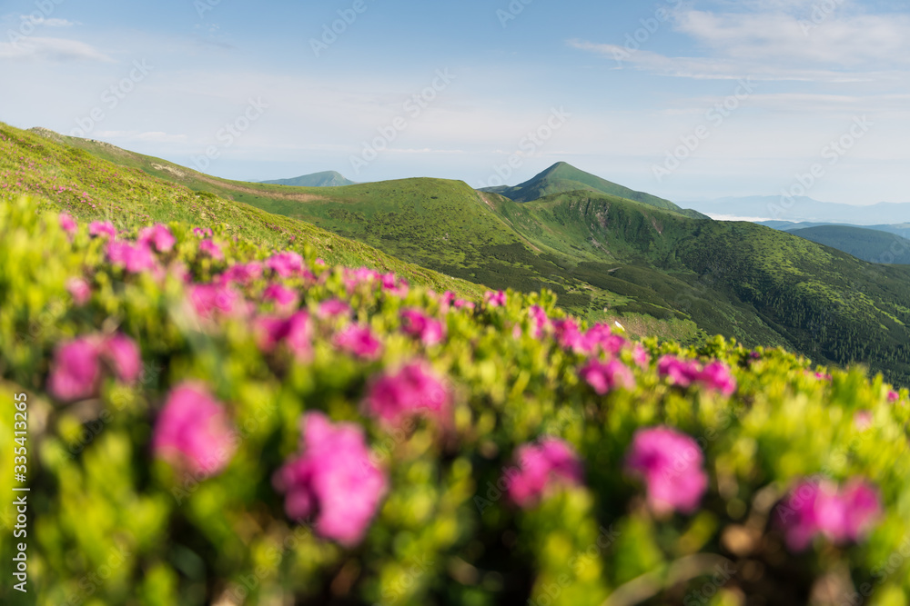 Rhododendron flowers covered mountains meadow in summer time. Landscape photography