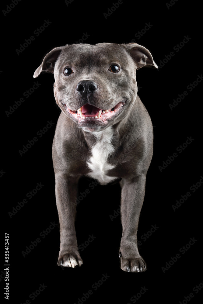 Young gray dog sitting isolated on black