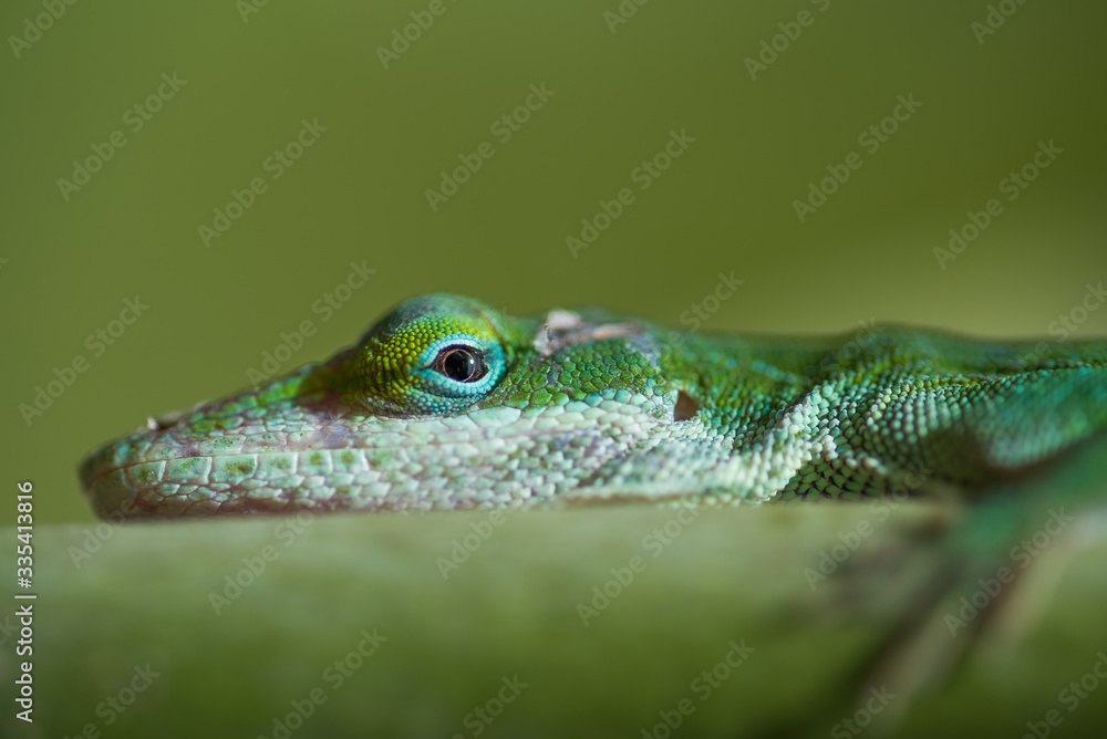 Fototapeta premium Lizard on branch