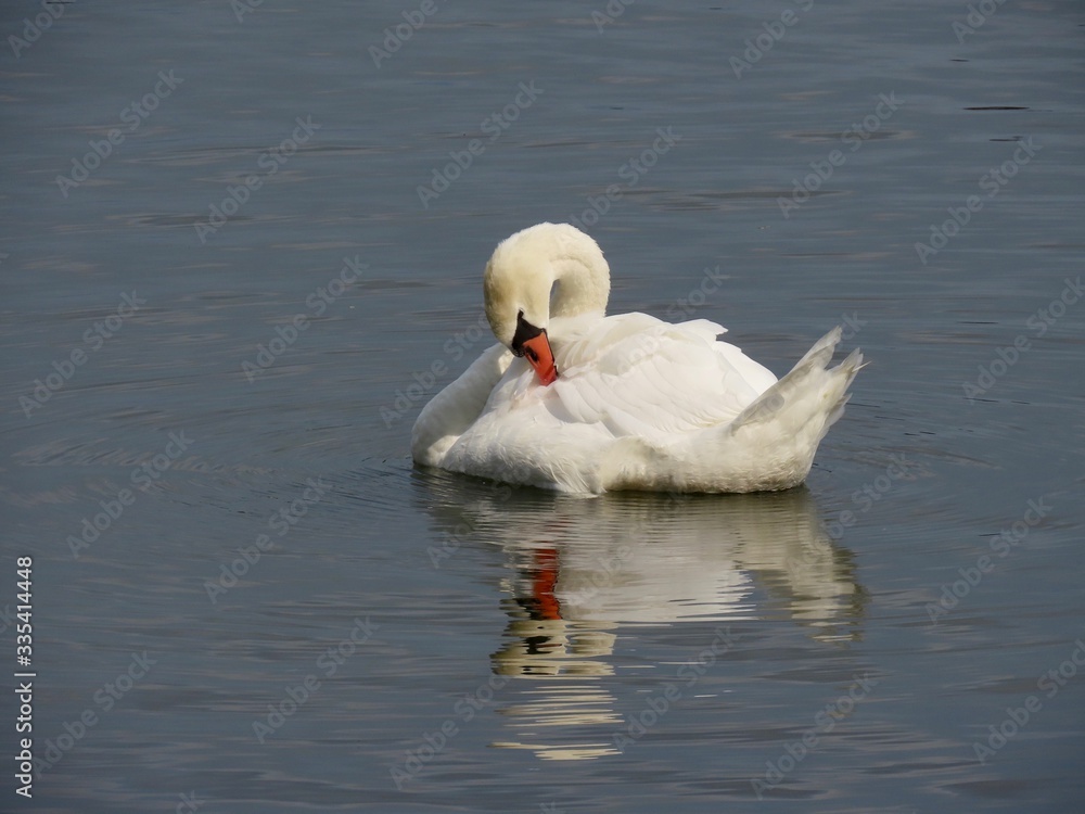 Fototapeta premium Swan grooming itself