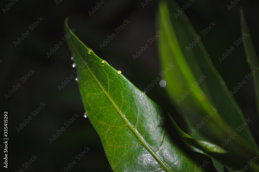 green leaves with water drops green leaves with water drops