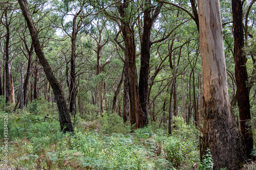 Regrowth of trees following the forest fires of 2019 and 2020  Great Otway National Park  Australia