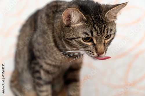 the kitten licks funny after drinking milk