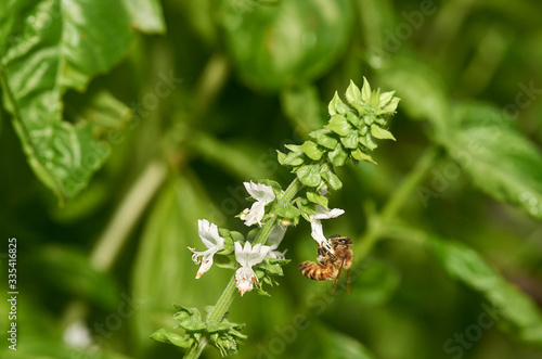 A honey bee pollinating the fresh white flowers of a thriving Basil(Ocimum basilicum) plant.