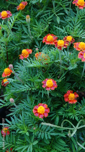 orange flowers in the garden