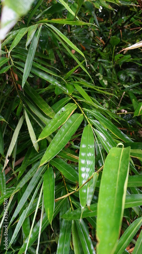 close up of a bamboo plant