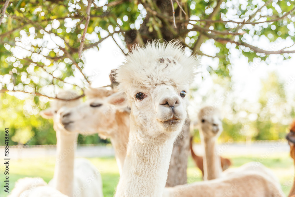 Obraz premium Cute alpaca with funny face relaxing on ranch in summer day. Domestic alpacas grazing on pasture in natural eco farm countryside background. Animal care and ecological farming concept