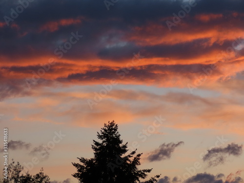 Fir tree silhouettes 