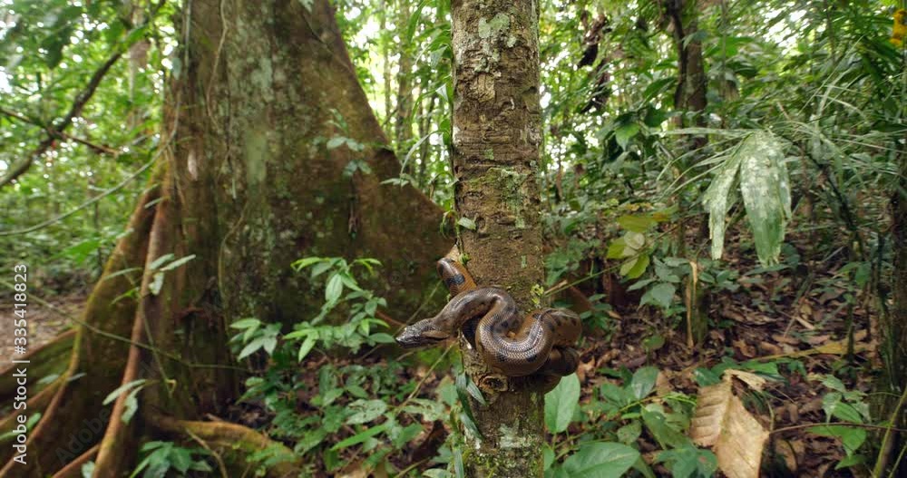 Baby Green Anaconda (Eunectes murinus), a juvenile, under 1m in length of the largest snake species in the world. In its natural habitat, rainforest near the rio Tiputini in the Ecuadorian Amazon. Baby Green Anaconda (Eunectes murinus), a juvenile, under 1m in length of the largest snake species in the world. In its natural habitat, rainforest near the rio Tiputini in the Ecuadorian Amazon.