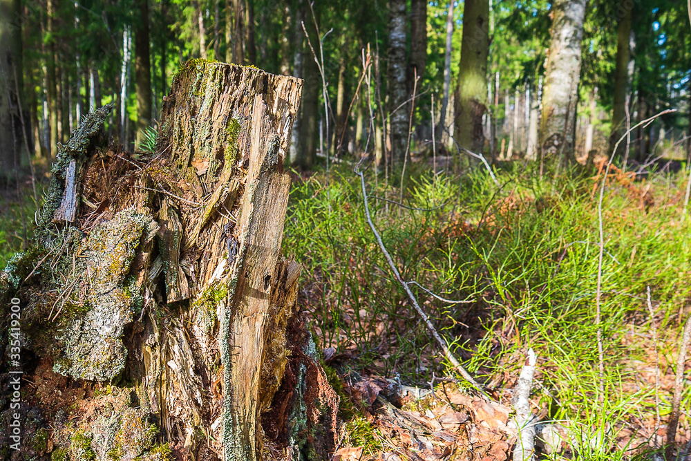 Obraz premium The old stump felled for a long time.