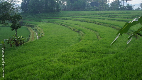 rice field in central java indonesia
