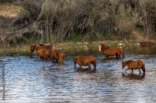 Salt River Wild Horses © brent coulter