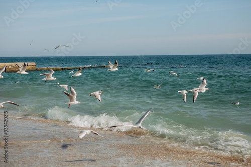seagull birds flight beach sand sea       season