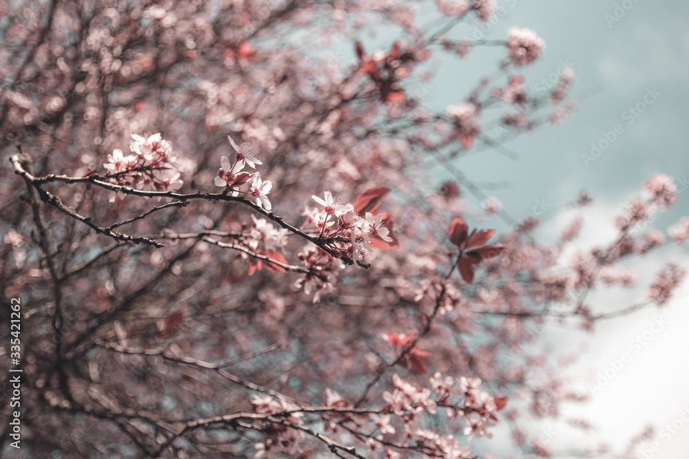 Pink flowers bloom during spring Pink flowers bloom during spring