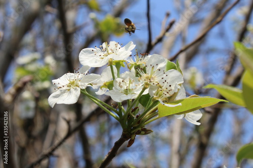 Beautiful pear tree flowers with a blue sky in the background. Season between spring and autumn.