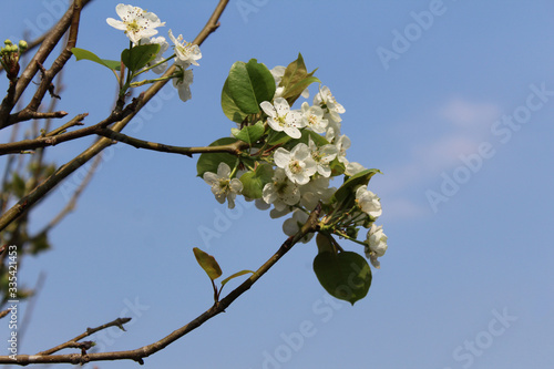 Beautiful pear tree flowers with a blue sky in the background. Season between spring and autumn.