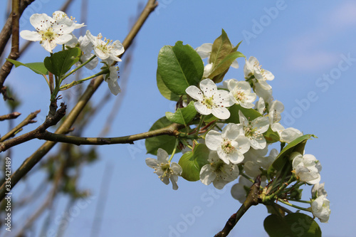 Beautiful pear tree flowers with a blue sky in the background. Season between spring and autumn.