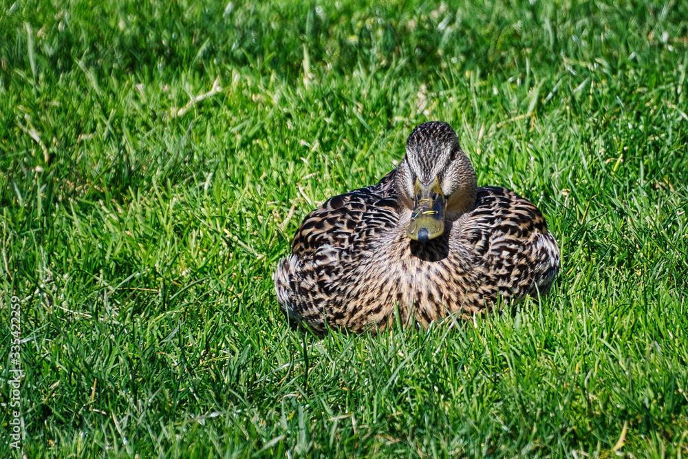 2020-04-01 A FEMALE MALLARD DUCK IN CITY HALL PARK BELLEVUE WASHINGTON. 2020-04-01 A FEMALE MALLARD DUCK IN CITY HALL PARK BELLEVUE WASHINGTON.