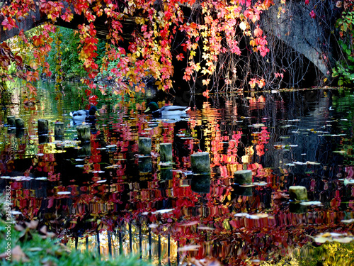 Łazienki jesień kaczki Warszawa