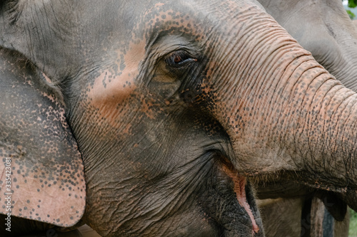 close up of an elephant