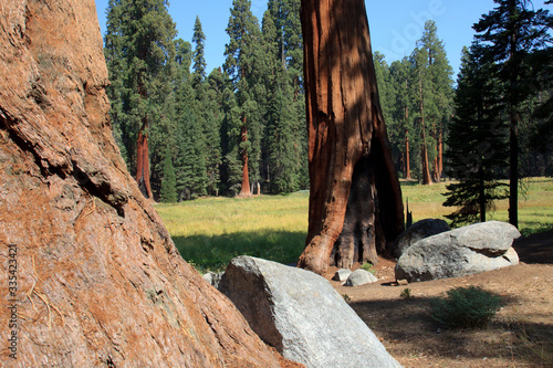 California / USA - August 23, 2015: Giant Sequoia (Sequoiadendron giganteum) and spruce tree trunks in Sequoia National Park, California, USA photo