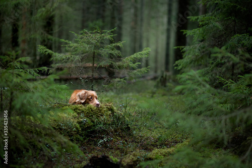 red dog in the spruce forest. Nova Scotia Duck Tolling Retriever in nature. Walk with a pet