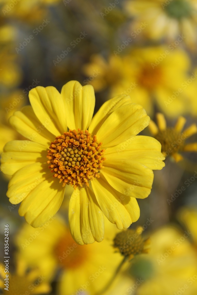 Fototapeta premium Sprouting in Spring from silvery leaves are green stalks upon which bloom golden flowers of the native Encelia Farinosa, Brittlebush, Joshua Tree National Park, Southern Mojave Desert.