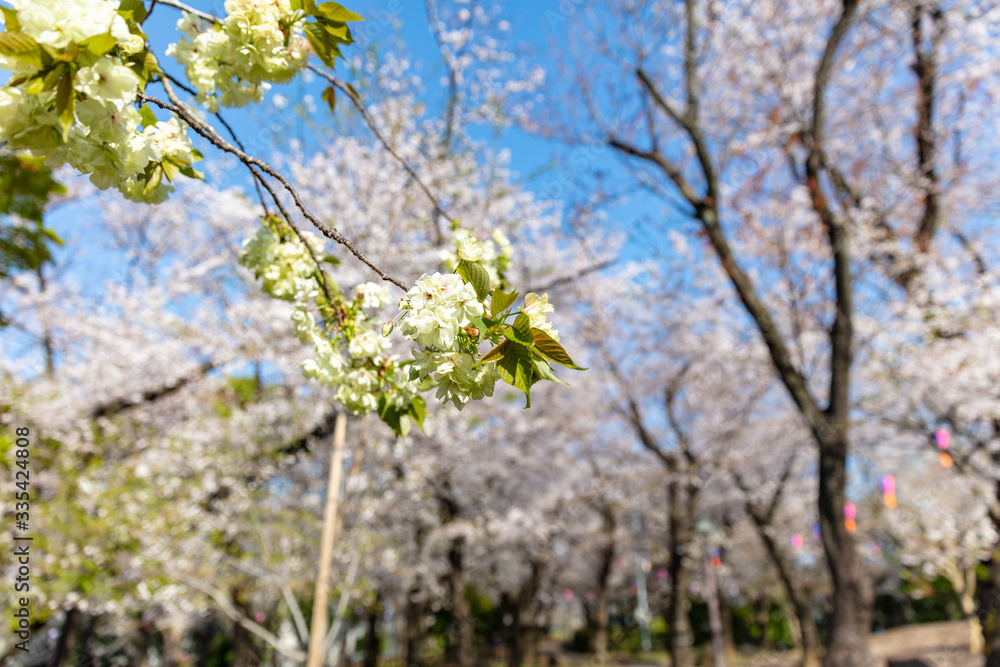飛鳥山公園のウコン桜