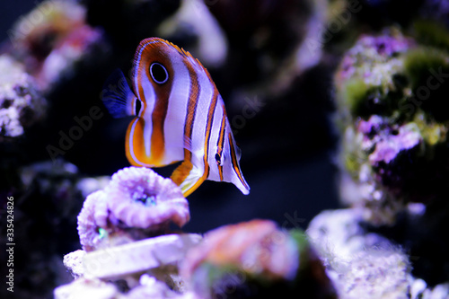 The copperband butterflyfish -  Chelmon rostratus 