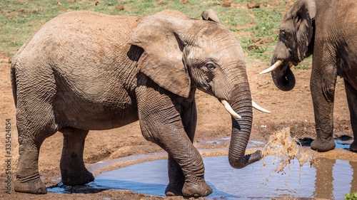 Canvas Print Group / herd of elephants playing in water on safari