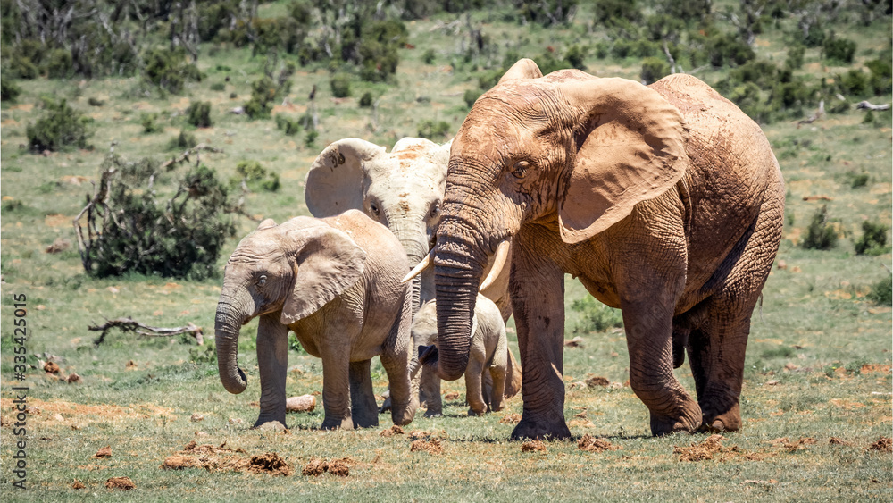 Fototapeta premium Herd / family of elephants walking across plain on safari
