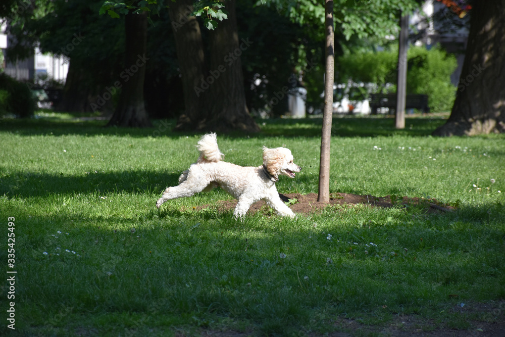 Fototapeta premium A little white poodle runs on the grass in the park