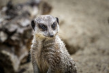 Close up of meerkat