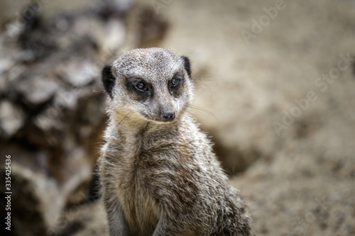 Close up of meerkat © mattstix
