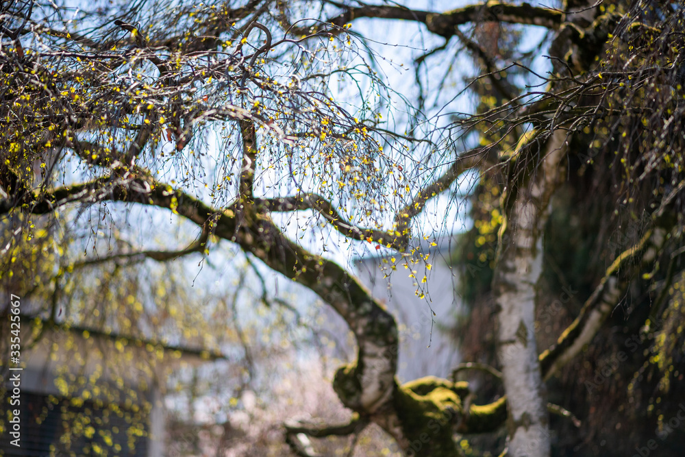 Japanese birch tree in bloom with multiple ready to explode leaf buds Japanese birch tree in bloom with multiple ready to explode leaf buds