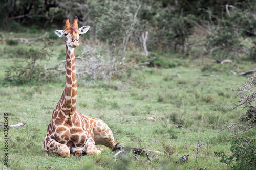 Photography Giraffe sitting down on safari