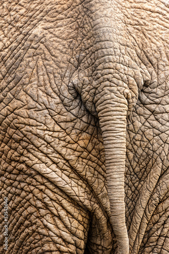 Close up detail texture of elephant skin on safari