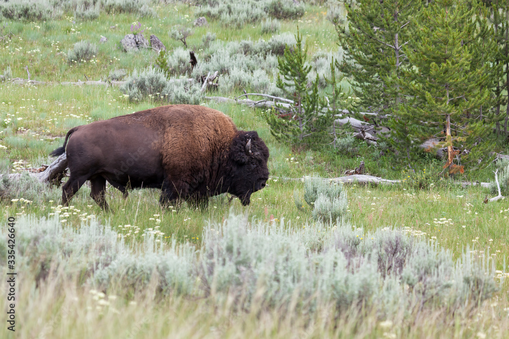 Bison Walking in Brush at Yellowstone Bison Walking in Brush at Yellowstone
