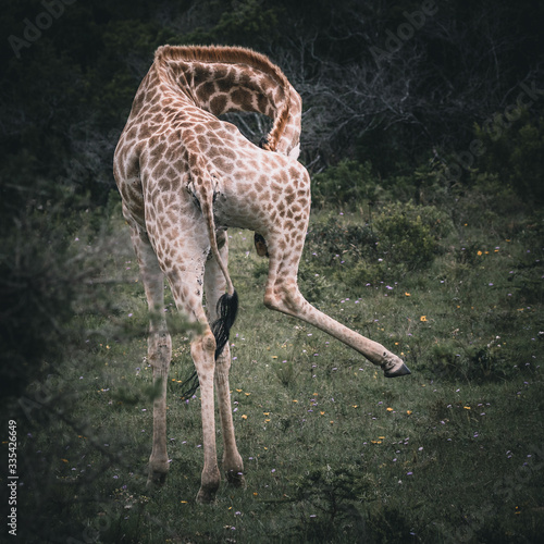 Photography Awkward giraffe on safari