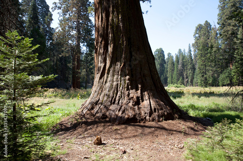 California / USA - August 23, 2015: A giant sequoia tree trunk detail in the forest of Sequoia National Park, California, USA