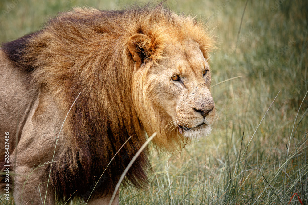 Portrait of adult male lion on safari in South Africa