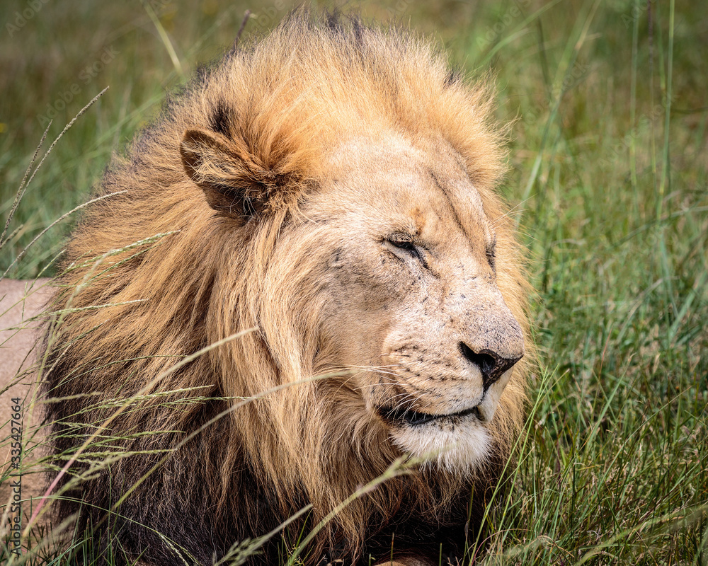 Portrait of adult male lion on safari in South Africa Portrait of adult male lion on safari in South Africa