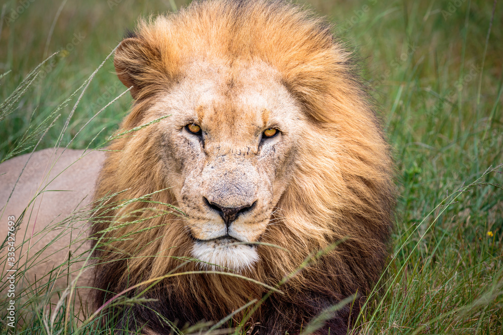 Portrait of adult male lion on safari in South Africa Portrait of adult male lion on safari in South Africa