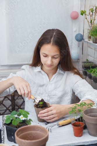 Child cultivates the land around the plant. School environmental education. Earth day concept. Dive flower sprouts into individual pots. Tomato seedlings picking. Sprout transplant.  © Lyona