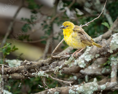 Cape Weaver on branch on safari in South Africa