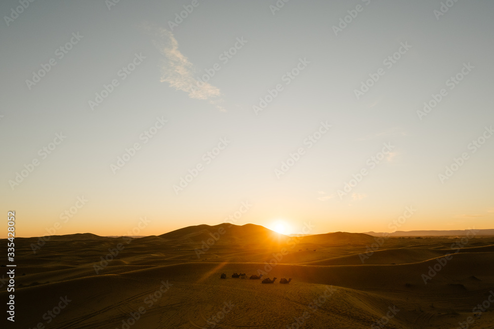 camels resting at the sunset in sahara desert