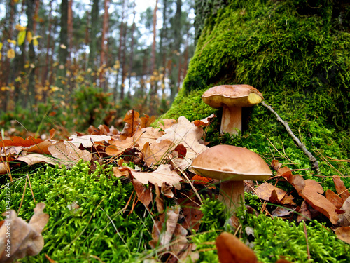 Prawdziwki borowiki szlachetne