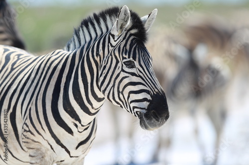 Fototapeta Naklejka Na Ścianę i Meble -  Zebra in Etosha
