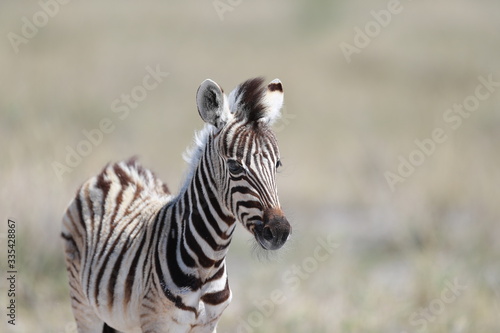 Zebra in Etosha